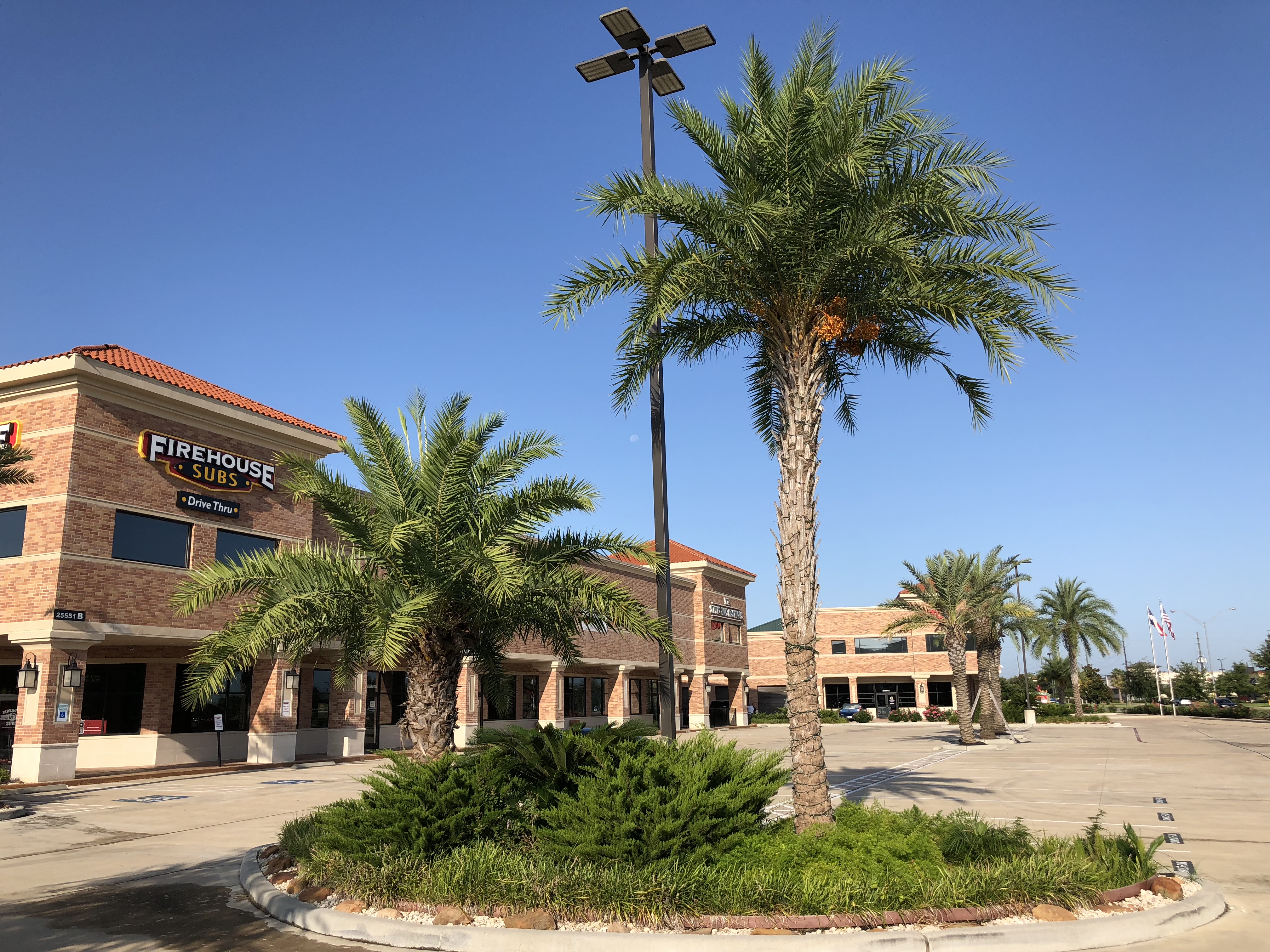 Katy Area Palm Trees